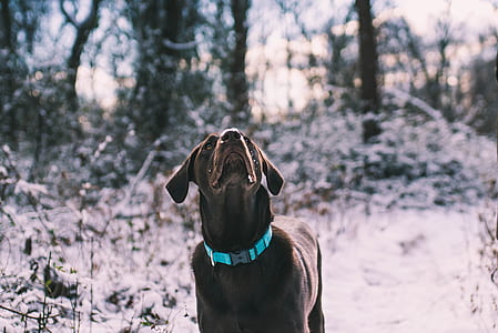 black dog looking up outdoors thumbnail
