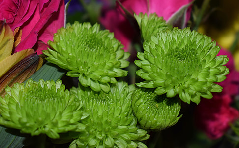Green Chrysanthemums, Chrysanthemum thumbnail