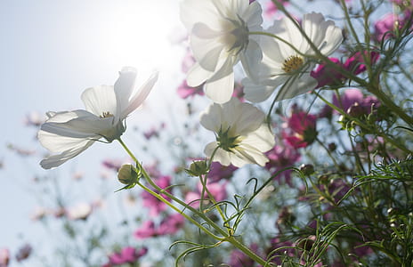 white petaled flowers at daytime thumbnail