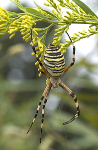 tilt shift photo of green and black spider thumbnail