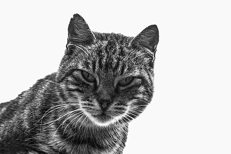 silver tabby cat thumbnail