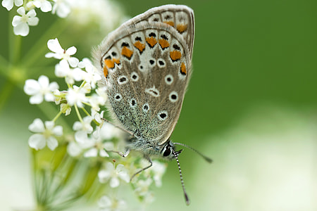 gray and orange butterfly collecting nectar on white flowers thumbnail