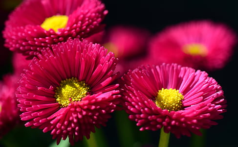 shallow focus photography of red flowers thumbnail