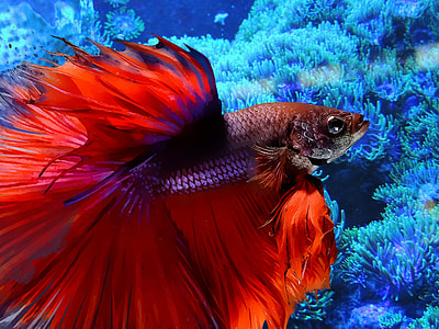 red and gray Siamese fighting fish thumbnail