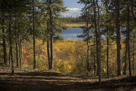 green leafed trees thumbnail