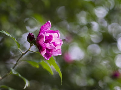 closeup photo of purple petaled flower thumbnail