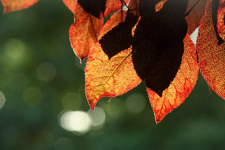 shallow focus photography of green leaf thumbnail