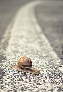 brown snail thumbnail