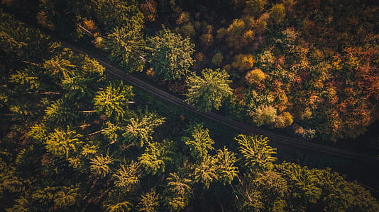 aerial view of trees and road thumbnail
