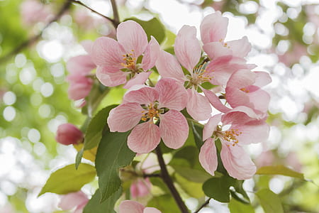 selective focus photography of pink petaled flower thumbnail