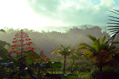 trees field thumbnail