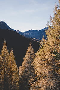 aerial photography of pine tree thumbnail
