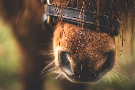 horse, pony, animal, cute thumbnail