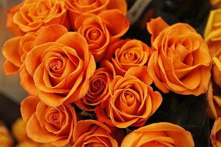 flowers, petals, blur, bouquet thumbnail