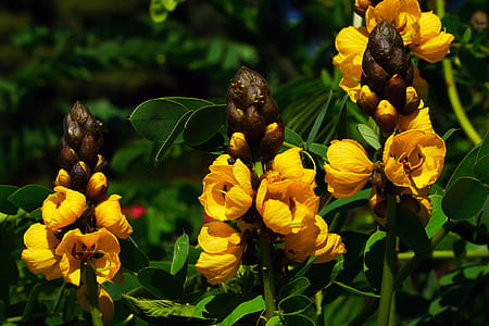 Popcorn Cassia didymobotrya plant is a fast growing, drought tolerant, tropical plant. Popcorn plant is native to central and eastern Africa and is classified in the pea family of plants. thumbnail
