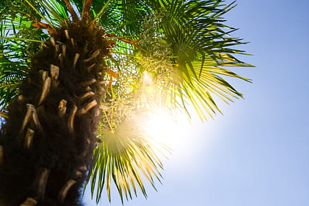 low-angle photography of tree thumbnail