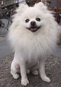 white spitz puppy on brown rock during daytime thumbnail