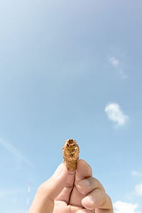 Person Holding Brown Insect thumbnail