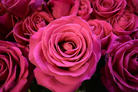 pink roses thumbnail