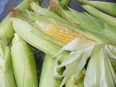 corn cobs thumbnail