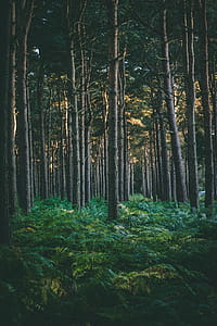 Forest Under Brown Sky thumbnail
