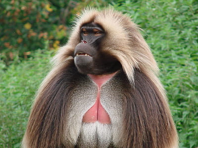 brown and white monkey staring at right side thumbnail