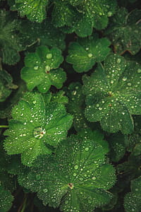 Close-up Photo of Leaves With Droplets thumbnail