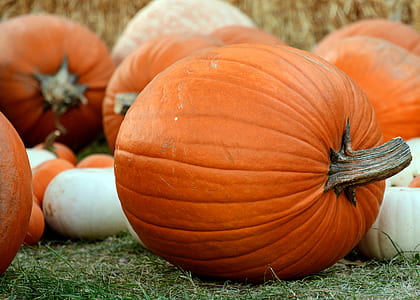 photo of orange pumpkins on green grass at daytime thumbnail