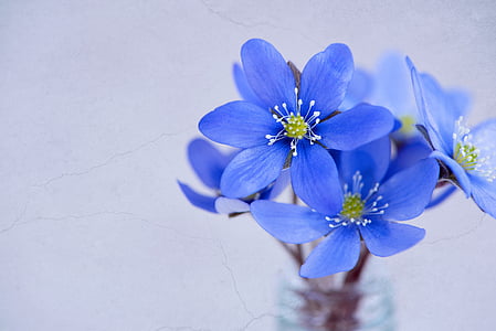 blue flowers plant thumbnail