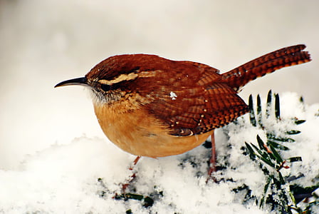 selective focus photography of Carolina wren thumbnail