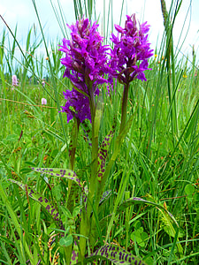 Orchid, Western Marsh Knabenkraut thumbnail
