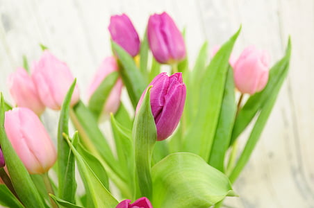 macro photography of purple and pink tulip flowers thumbnail