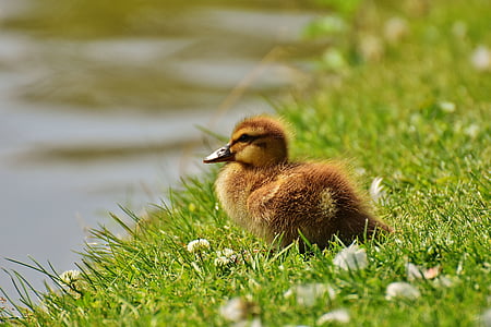 brown duckling on green grass thumbnail