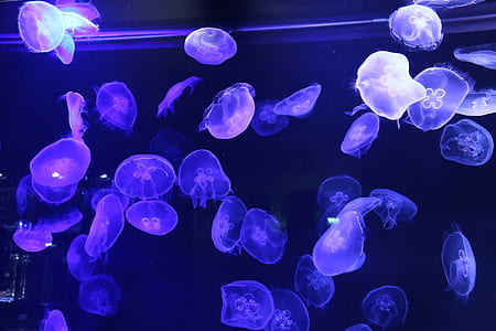jellyfish lot thumbnail