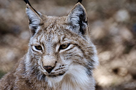 grey and white wild cat close-up photo thumbnail