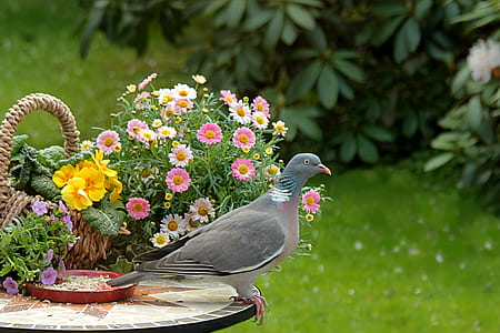 grey and brown pigeon on table beside flowers thumbnail