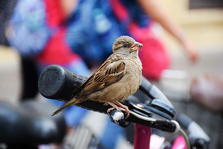 bird, blur, sparrow, closeup thumbnail