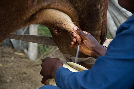 man milking a cattle thumbnail