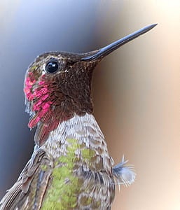closeup of hummingbird thumbnail
