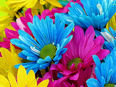 closeup photo of blue, pink, and yellow petaled flowers thumbnail