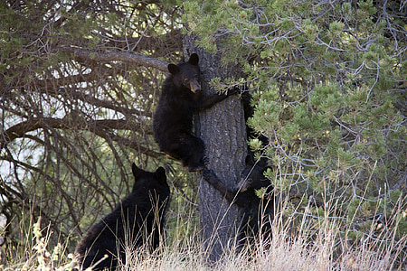 three black bears beside tree thumbnail