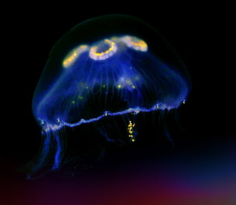 photo of blue and yellow jellyfish thumbnail