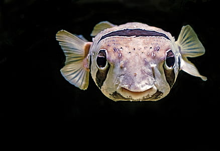 purple and green fish thumbnail