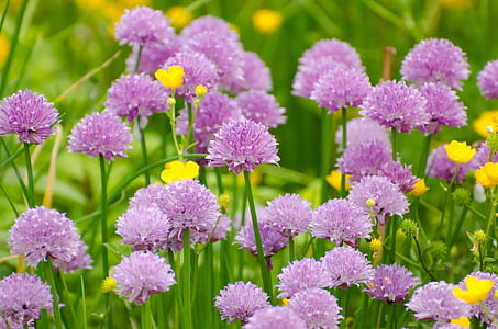 purple flower field during daytime thumbnail