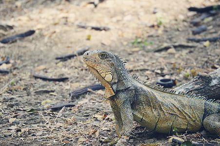 Green Lizard Beside Wood Piece thumbnail