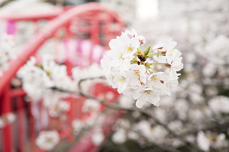 white petaled flowers selective photography thumbnail