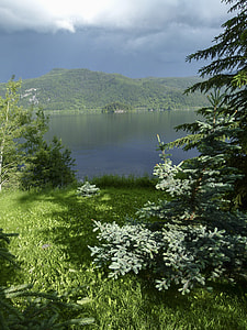 green leafed trees near body of water thumbnail