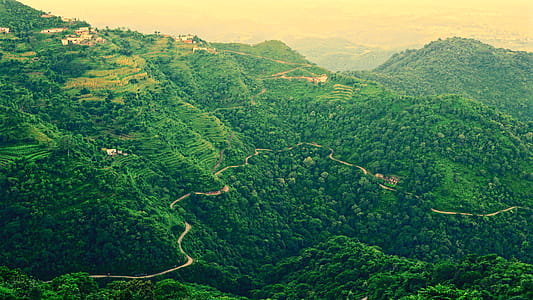 Landscape Photo of Roadway Covered in Green Trees thumbnail