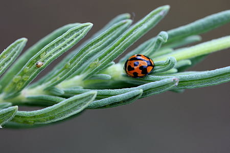 selective focus photography of red ladybug perching on green leaf thumbnail