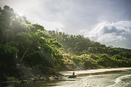 green leafed trees thumbnail